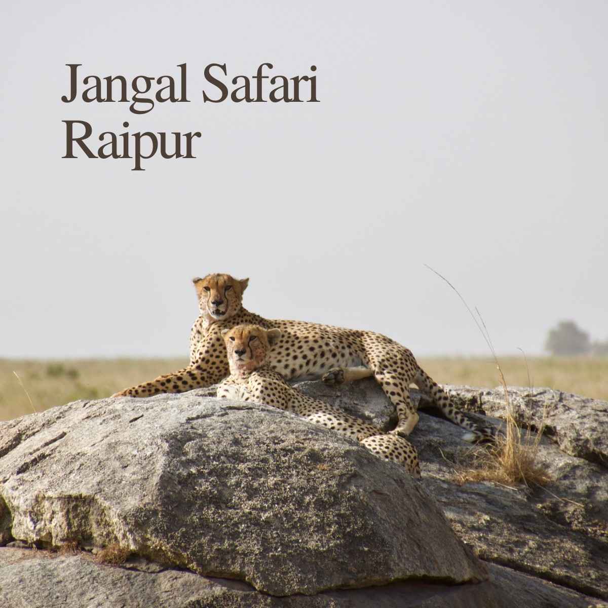 Two cheetahs resting on a rock at Nandan Van Jungle Safari in Raipur, Chhattisgarh.